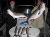 (04/13/2015) - Nice Striped Bass